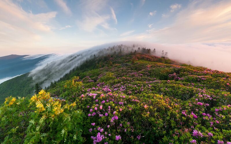 Flowering mountain peak at sunrise