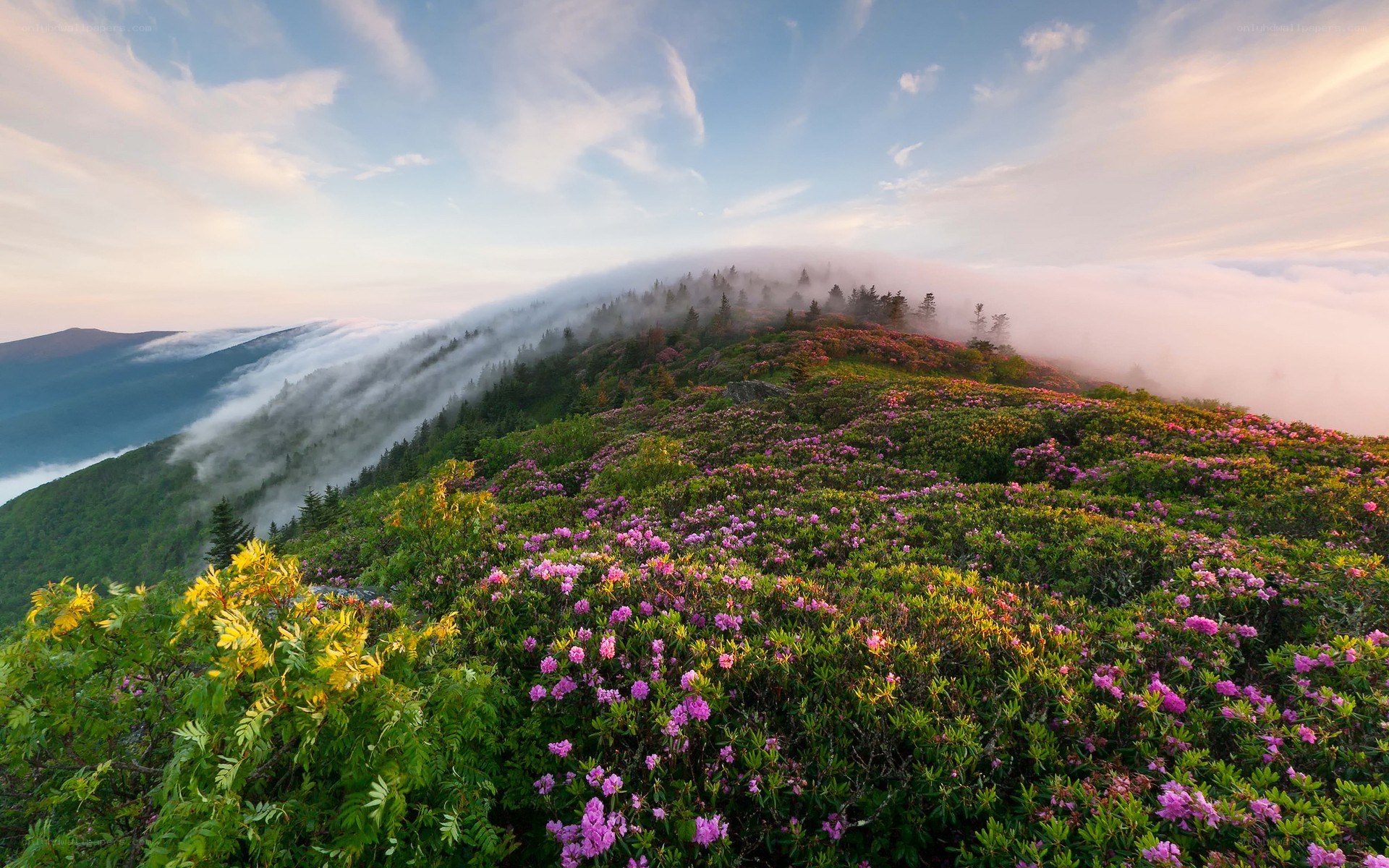 Flowering mountain peak at sunrise