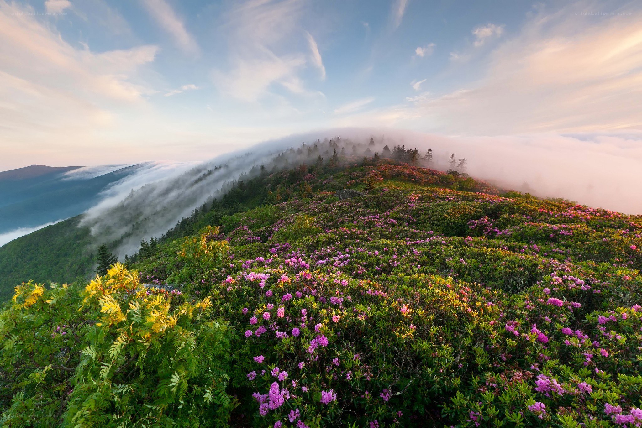Flowering mountain ridge at dawn