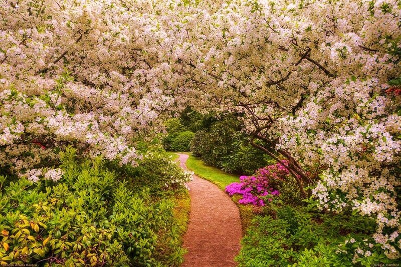 Flowering path in a garden