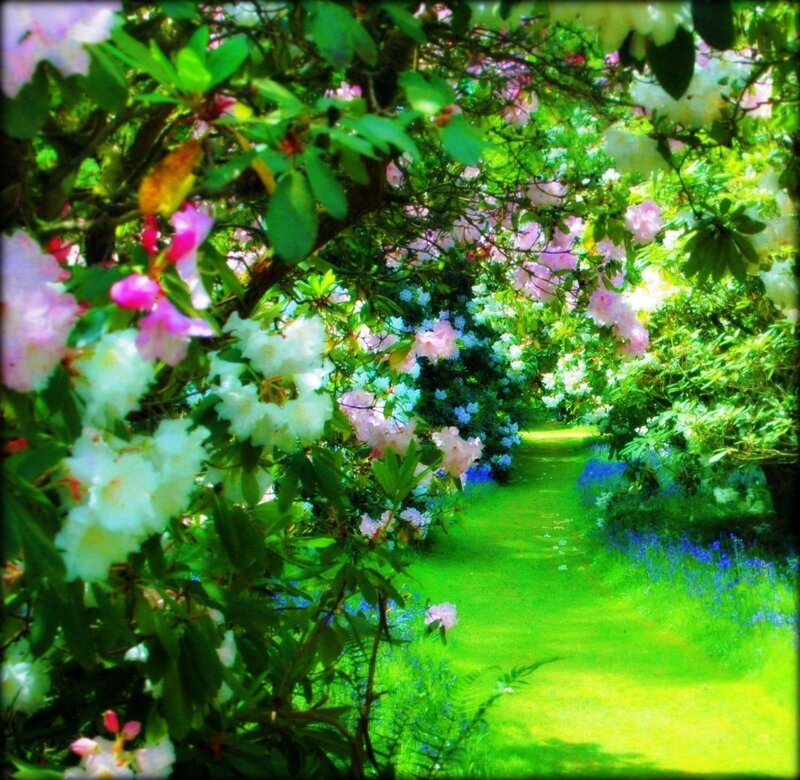 Flowering Path in Garden — Green