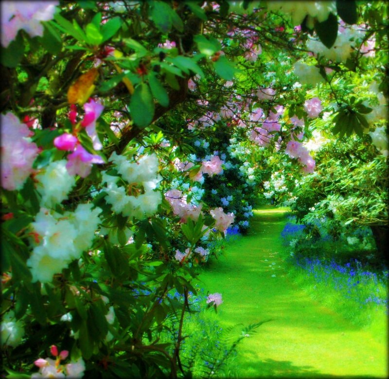 Flowering Path in Garden