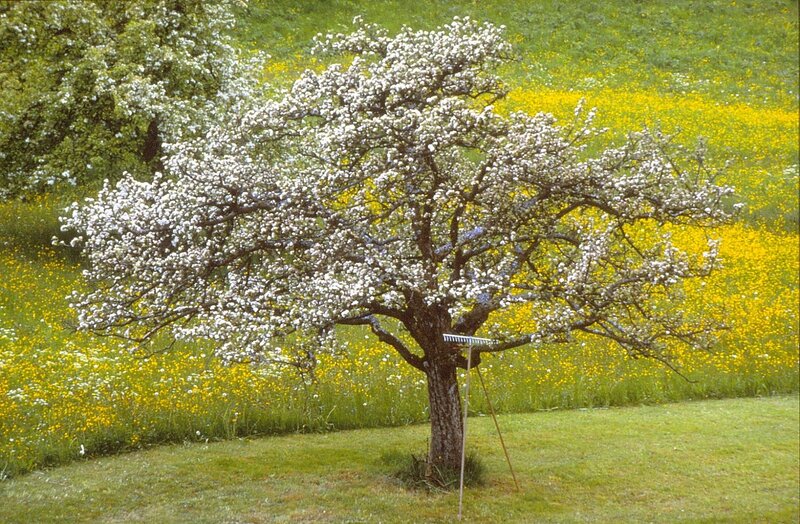 Flowering Pear Tree