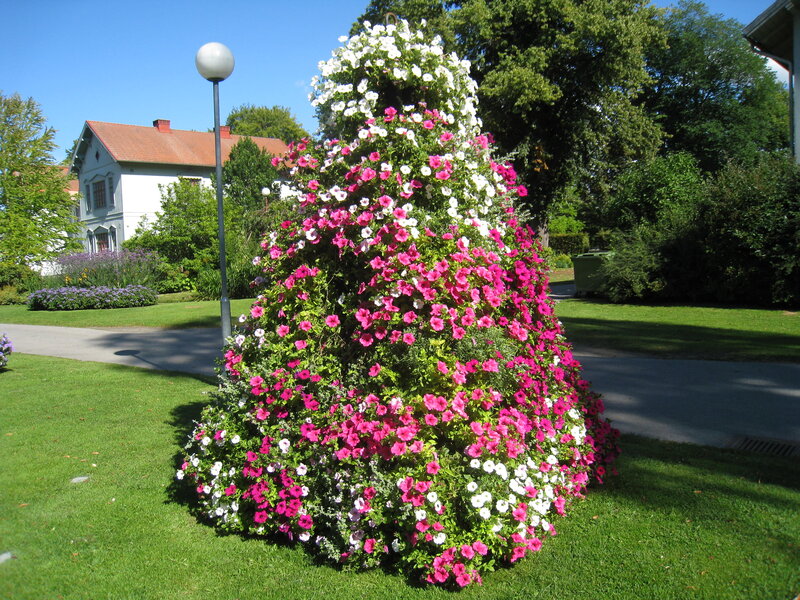 Flowering Petunia Display