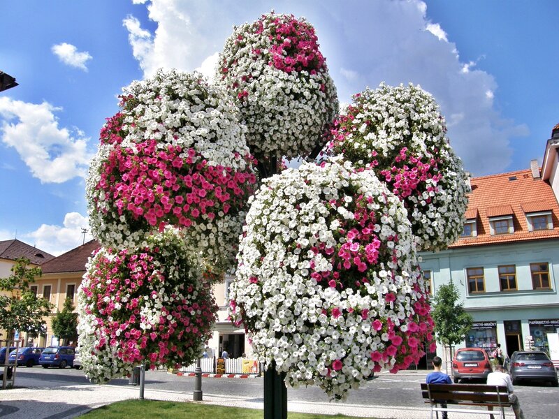 Flowering Petunia Tree