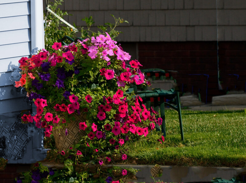 Flowering Petunias in Pot