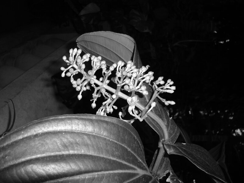 flowering plant at night