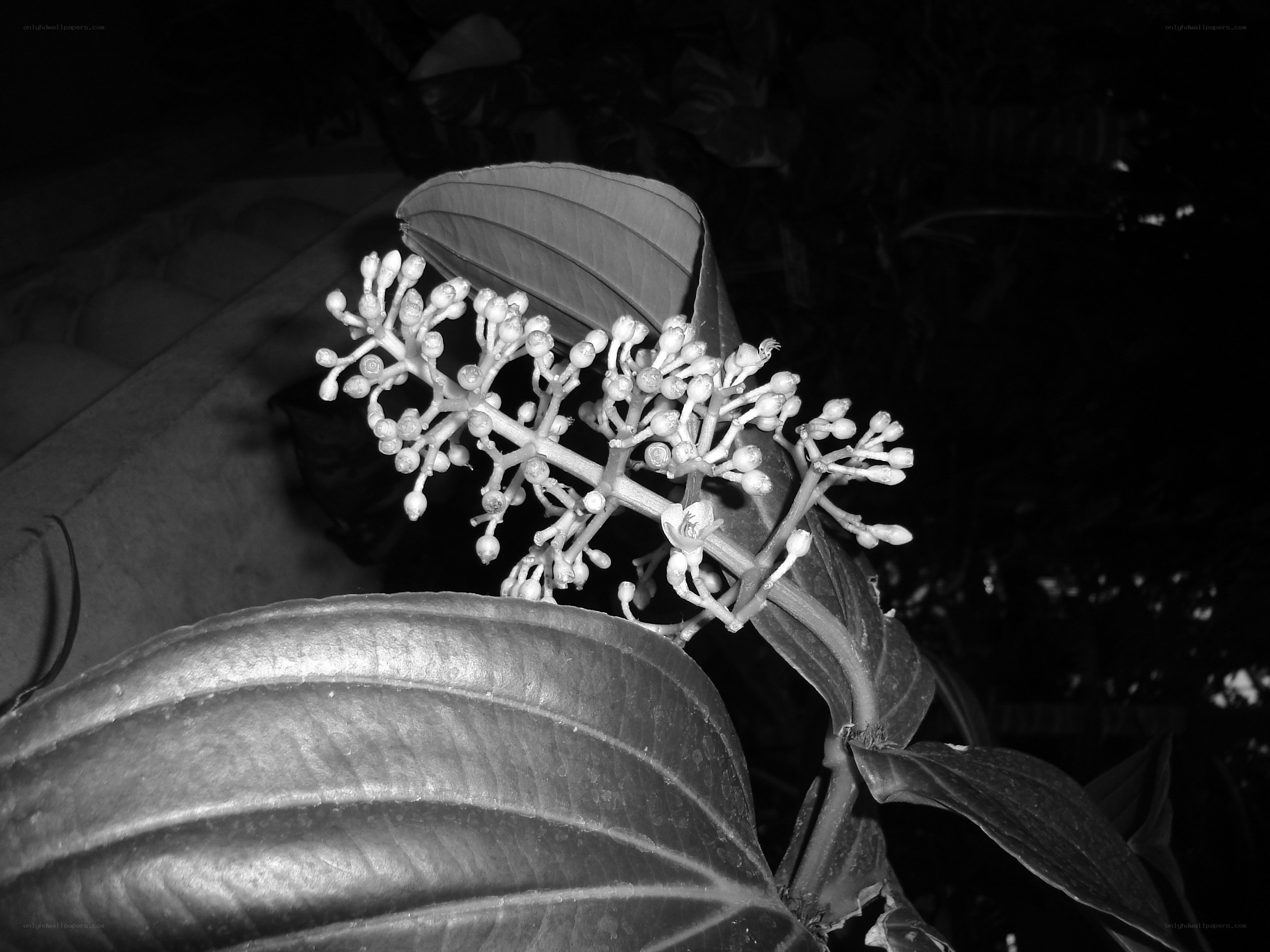 flowering plant at night