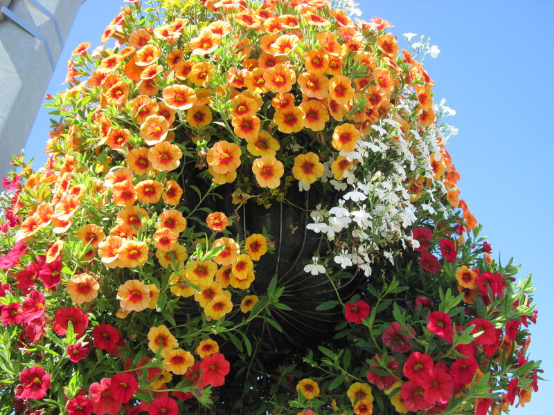 Flowering Plant Basket — Orange