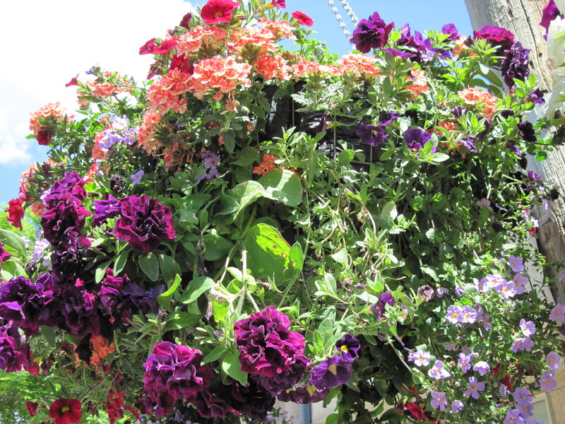 Flowering Plant Basket