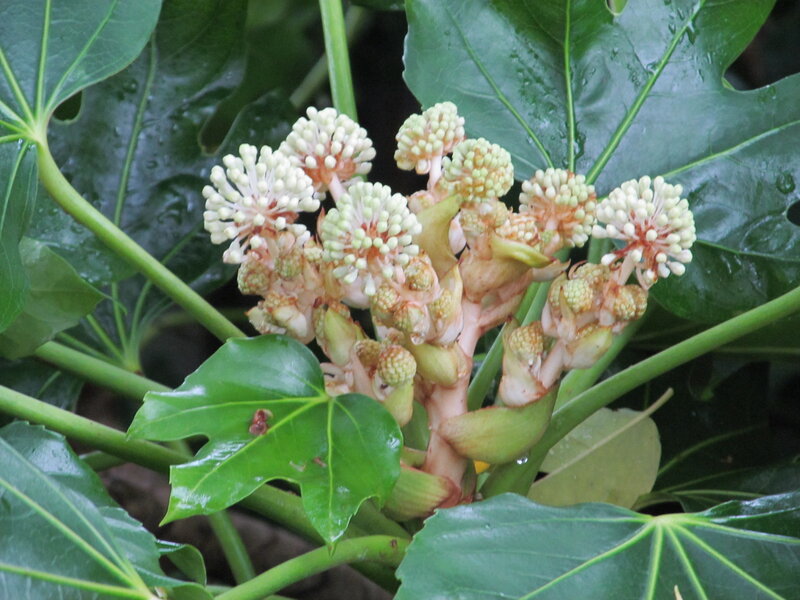 Flowering Plant Cluster