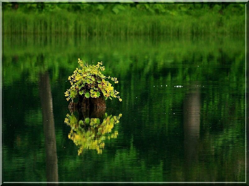Flowering plant in a pond