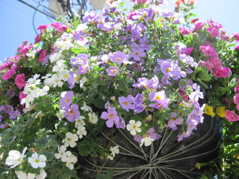Flowering Plant in Basket