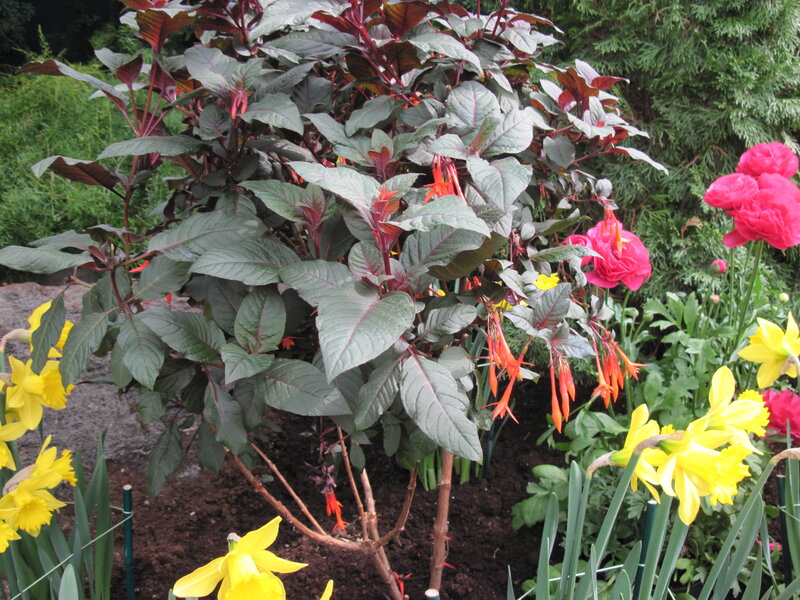 Flowering Plant in Garden