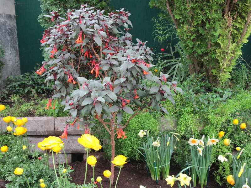 Flowering Plant in Garden — Yellow