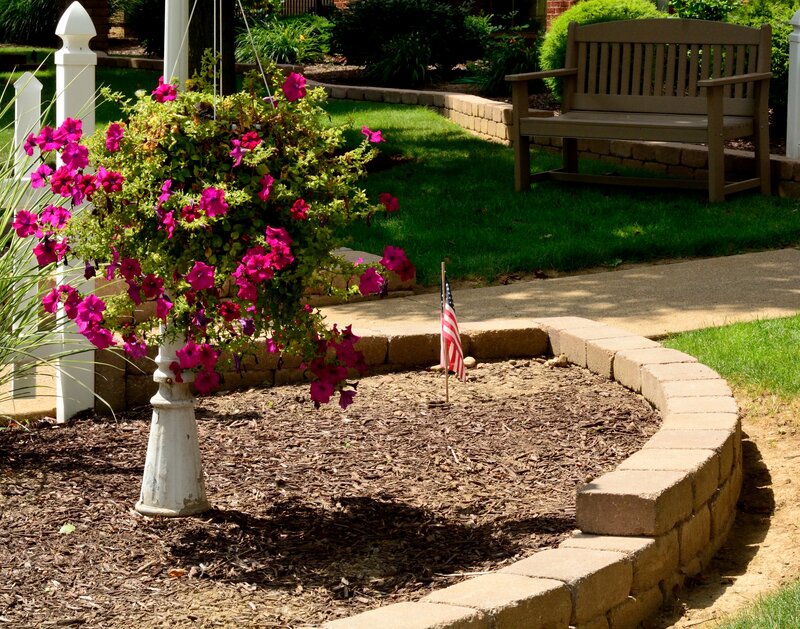 Flowering Plant in Planter