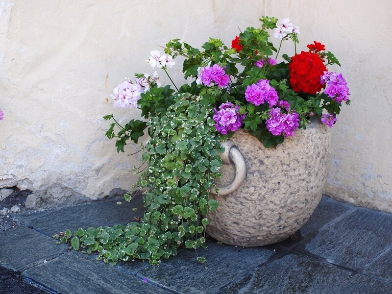 Flowering Plant in Pot