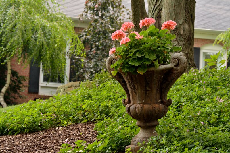 Flowering Plant in Urn