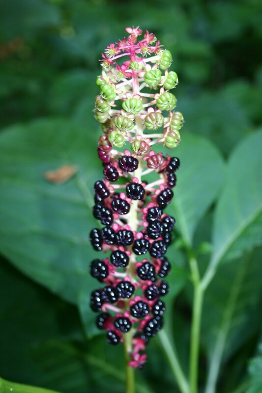flowering plant with berries