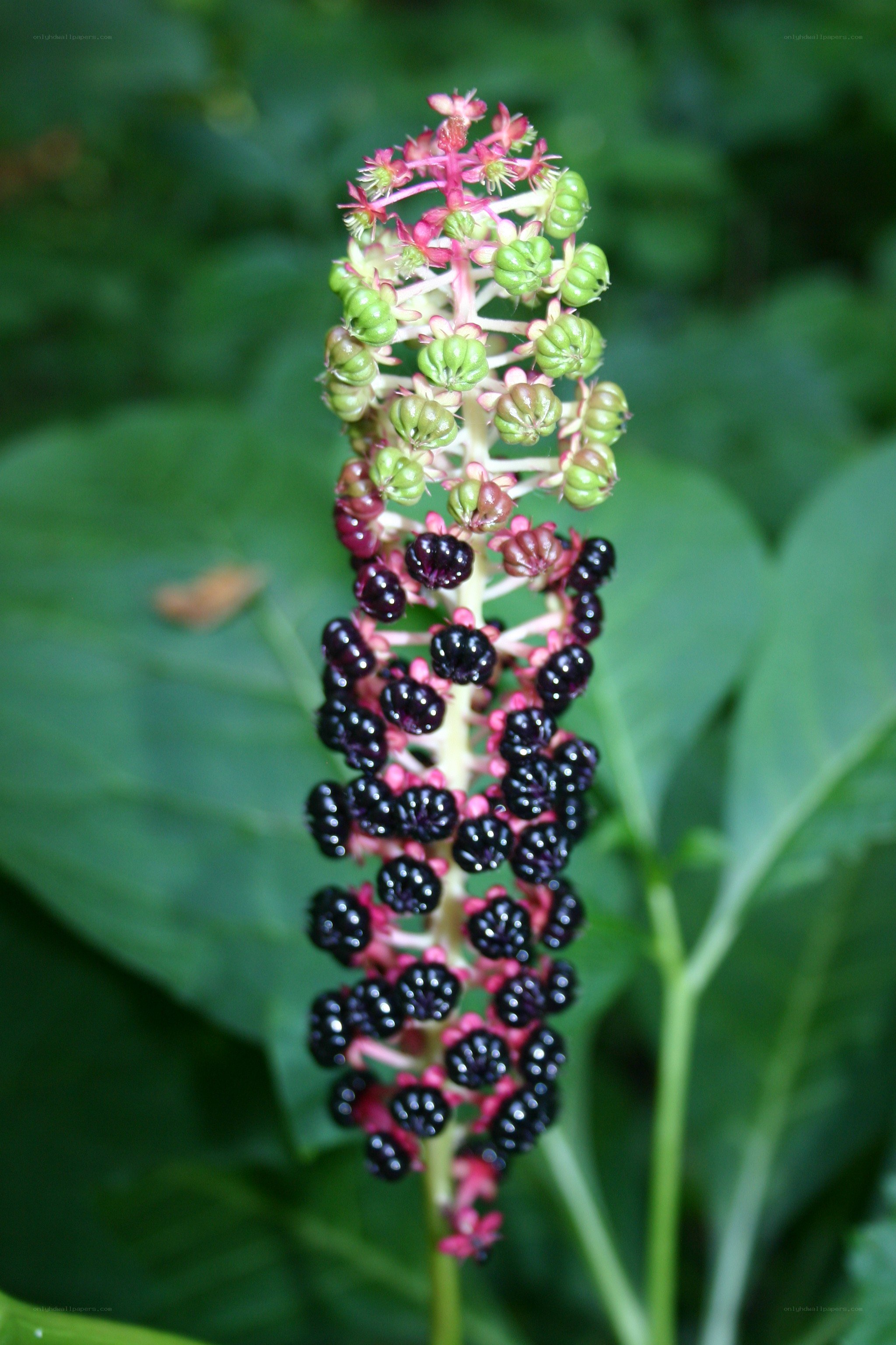 flowering plant with berries
