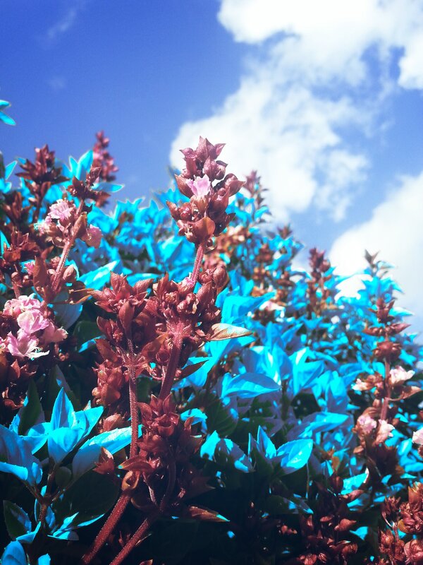 Flowering Plant with Blue Leaves