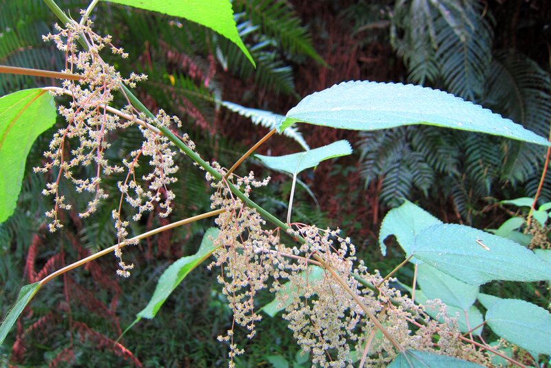 Flowering Plant with Green Leaves