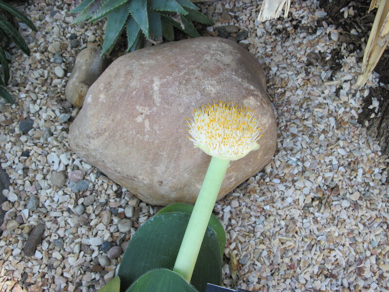 Flowering Plant with Rock