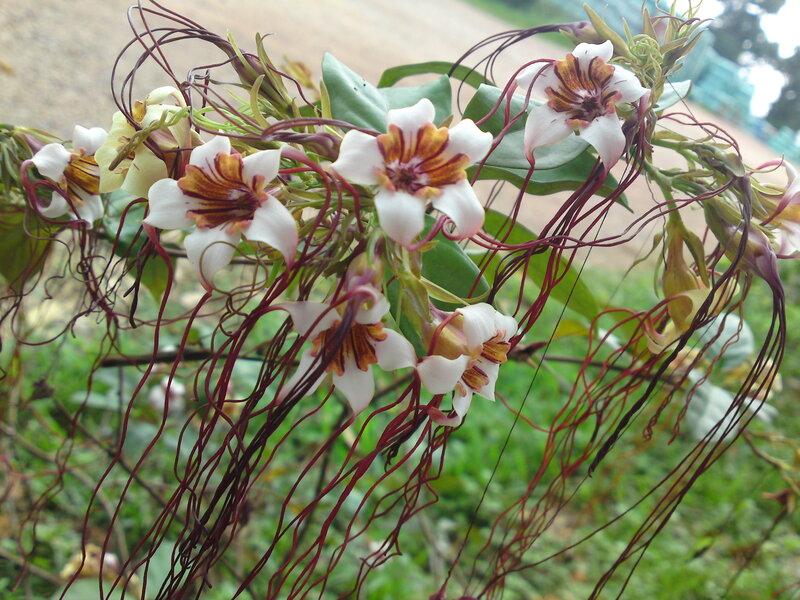 Flowering Plant with Tendrils