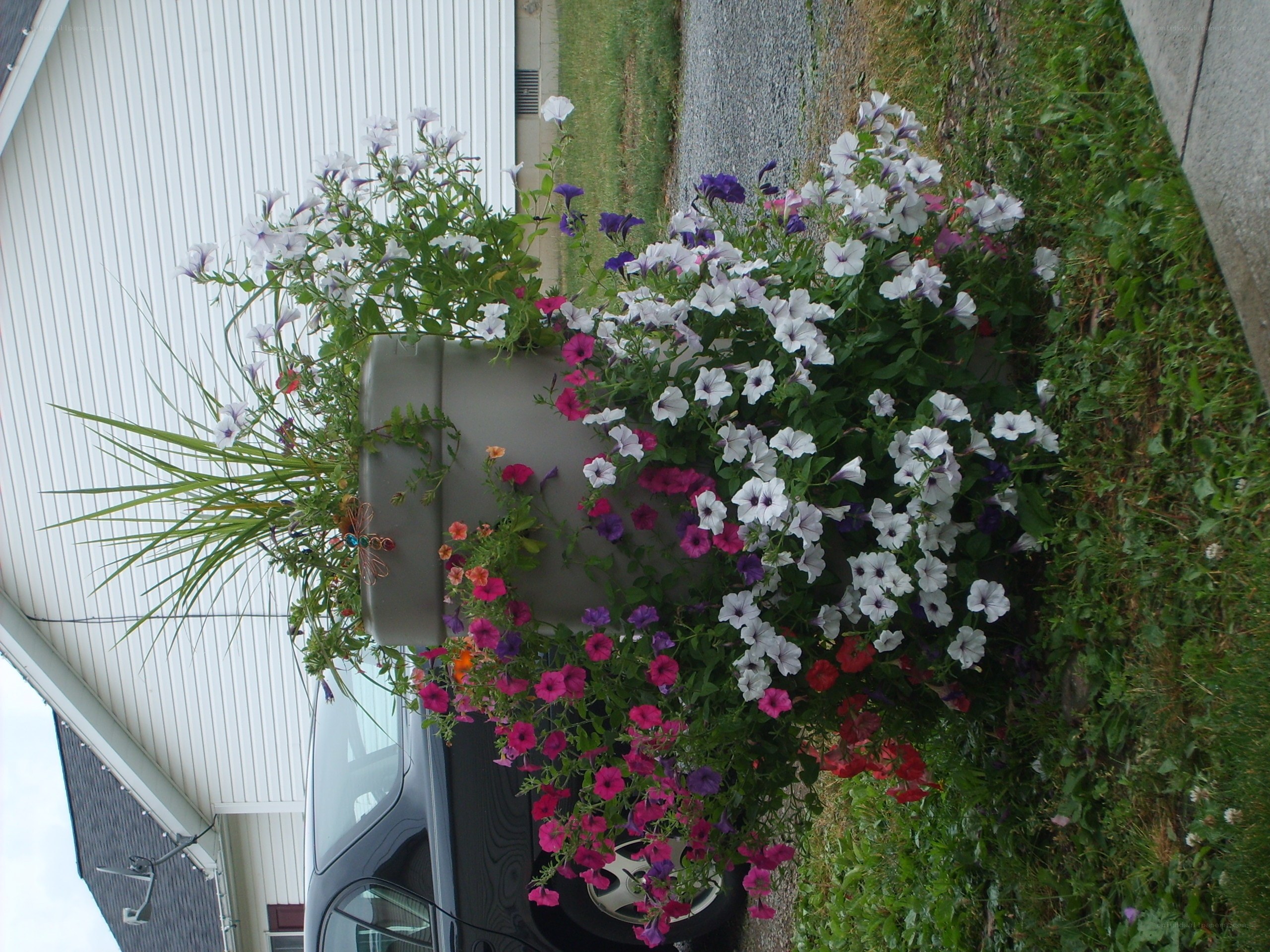 flowering planter on a driveway