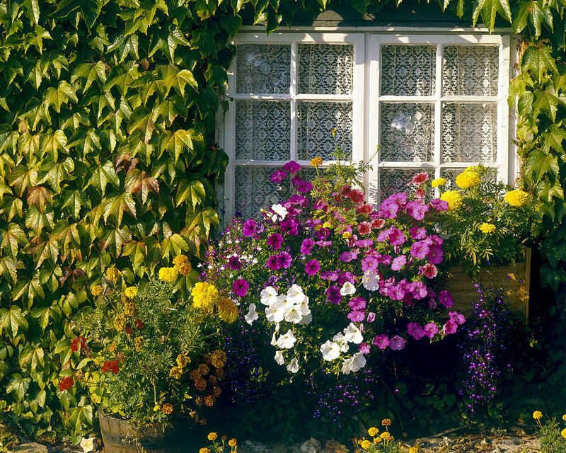 Flowering Plants by Window — Green