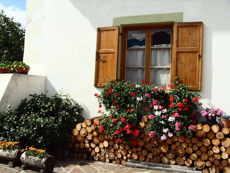 Flowering Plants by Window