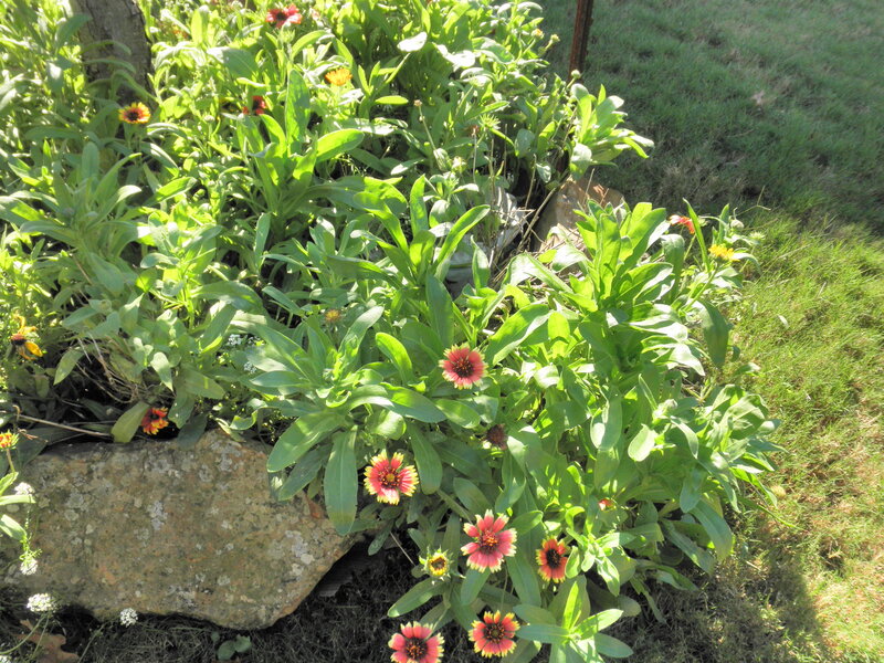 Flowering plants in a garden bed