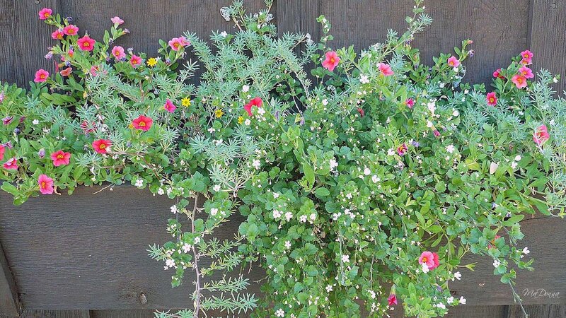Flowering plants in a planter