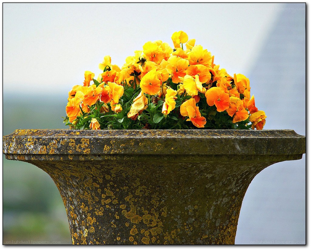 Flowering plants in a stone planter