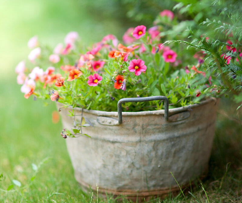 Flowering Plants in Bucket