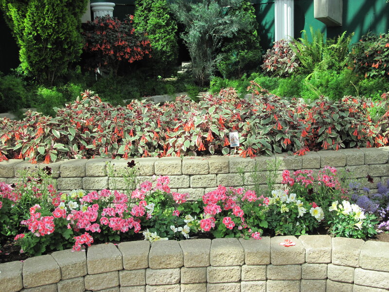 Flowering Plants in Garden — Green, Serene, Afternoon, Photograph