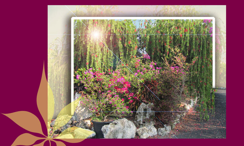 Flowering Plants in Garden — Green