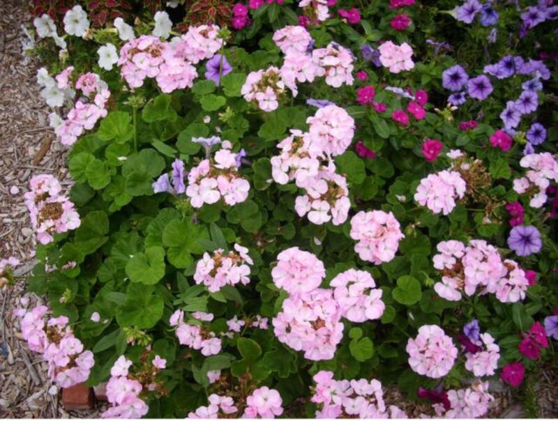 Flowering Plants in Garden — Pink