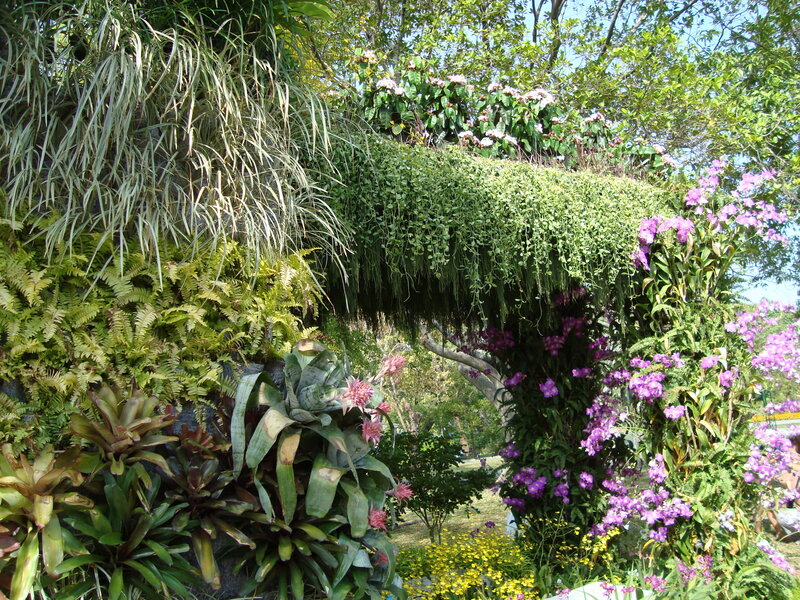 Flowering Plants in Garden