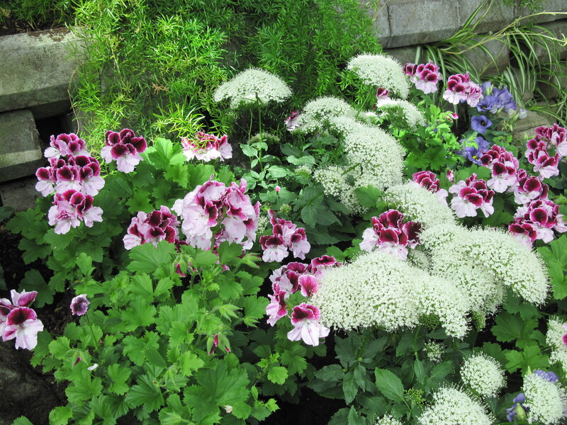 Flowering Plants in Garden — White