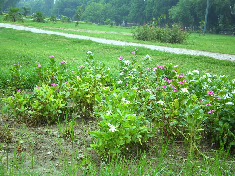 Flowering Plants in Park — Green