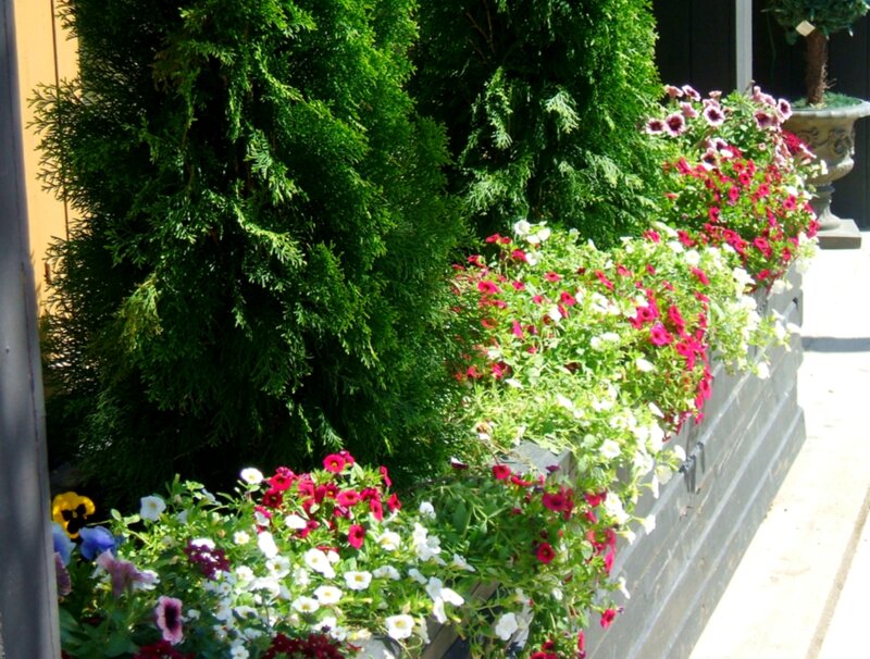 Flowering Plants in Planter