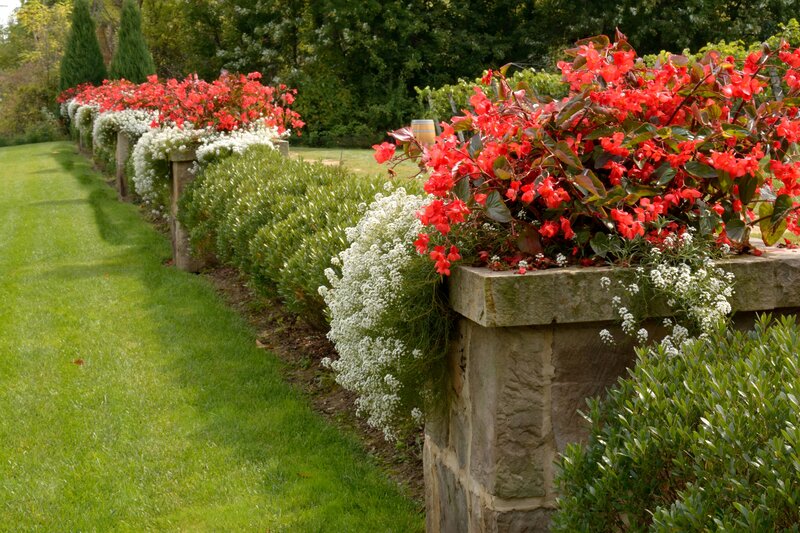 Flowering Plants in Planters