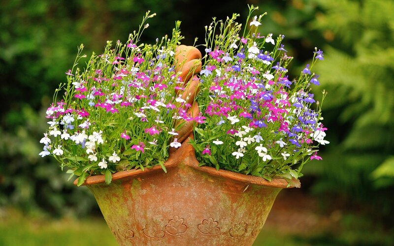 Flowering Plants in Pot — Purple