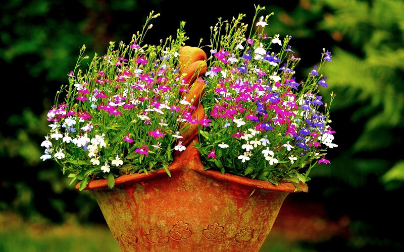 Flowering Plants in Pot