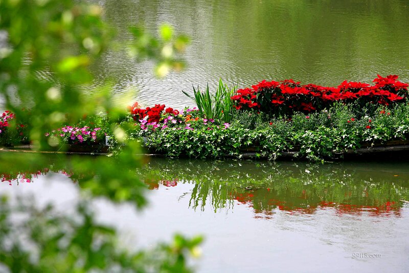 Flowering Plants on a Barge