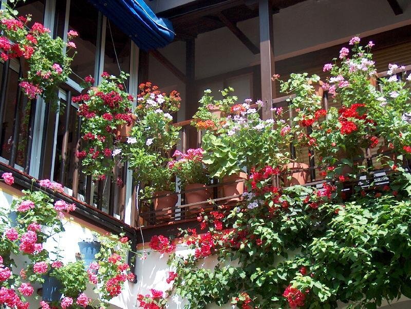 Flowering Plants on Balcony