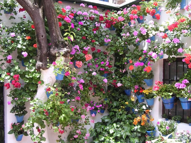 Flowering Plants on Wall — Pink