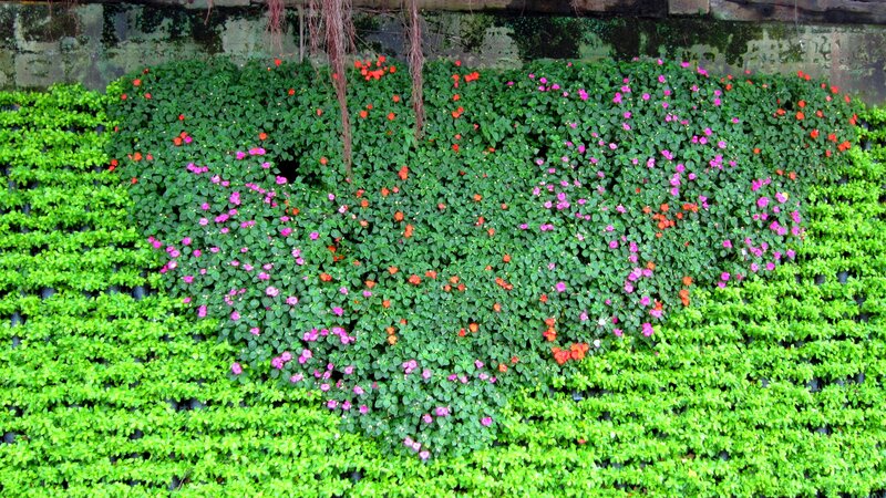 Flowering Plants on Wall