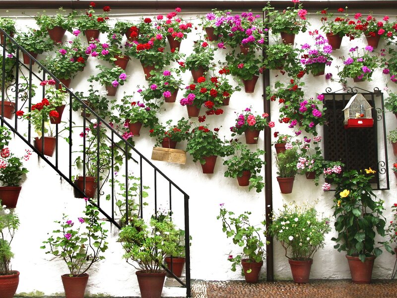 Flowering Plants on Wall — White
